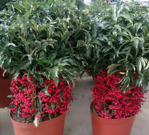Trồng loại cây cảnh này như rước 'kho vàng' vào nhà Trong loai cay canh nay nhu ruoc 'kho vang' vao nha