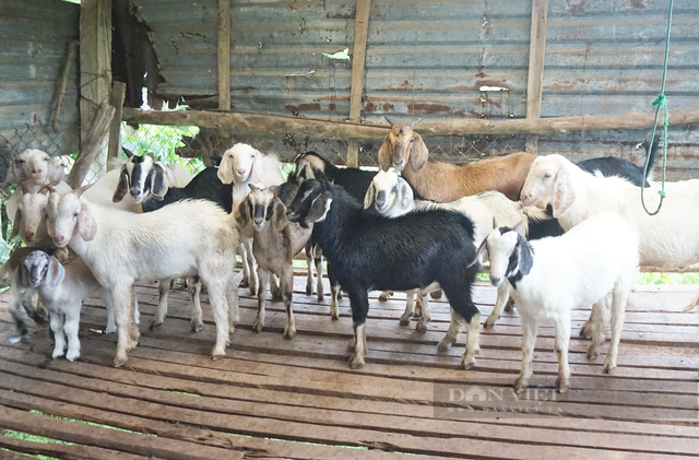 Anh nông dân Đà Nẵng nuôi “thập cẩm” lãi hàng trăm triệu/năm? - Hình 5 Anh nong dan Da Nang nuoi “thap cam” lai hang tram trieu/nam?-Hinh-5