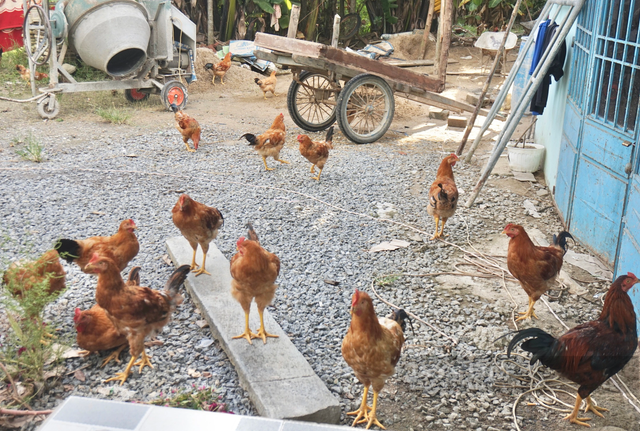 Anh nông dân Đà Nẵng nuôi “thập cẩm” lãi hàng trăm triệu/năm? - Hình 6 Anh nong dan Da Nang nuoi “thap cam” lai hang tram trieu/nam?-Hinh-6