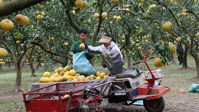 Tất bật thu hoạch giống bưởi đặc sản Thủ đô phục vụ Tết Nguyên đán Tat bat thu hoach giong buoi dac san Thu do phuc vu Tet Nguyen dan