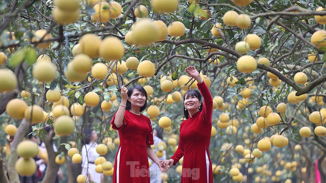 Tất bật thu hoạch giống bưởi đặc sản Thủ đô phục vụ Tết Nguyên đán - Hình 10 Tat bat thu hoach giong buoi dac san Thu do phuc vu Tet Nguyen dan-Hinh-10