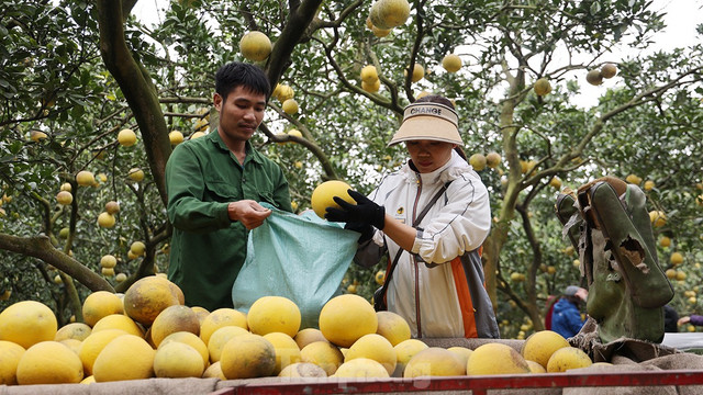 Tất bật thu hoạch giống bưởi đặc sản Thủ đô phục vụ Tết Nguyên đán - Hình 2 Tat bat thu hoach giong buoi dac san Thu do phuc vu Tet Nguyen dan-Hinh-2