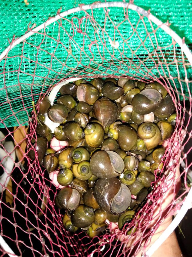 Nuôi đặc sản cho ăn toàn thứ bỏ đi, kiếm tiền triệu mỗi tháng - Hình 2 Nuoi dac san cho an toan thu bo di, kiem tien trieu moi thang-Hinh-2
