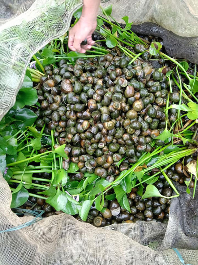 Nuôi đặc sản cho ăn toàn thứ bỏ đi, kiếm tiền triệu mỗi tháng - Hình 8 Nuoi dac san cho an toan thu bo di, kiem tien trieu moi thang-Hinh-8