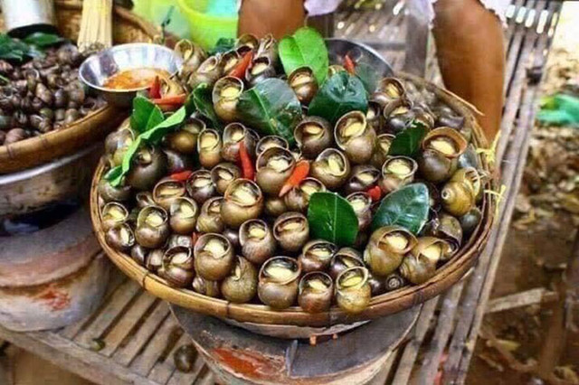 Nuôi đặc sản cho ăn toàn thứ bỏ đi, kiếm tiền triệu mỗi tháng - Hình 3 Nuoi dac san cho an toan thu bo di, kiem tien trieu moi thang-Hinh-3