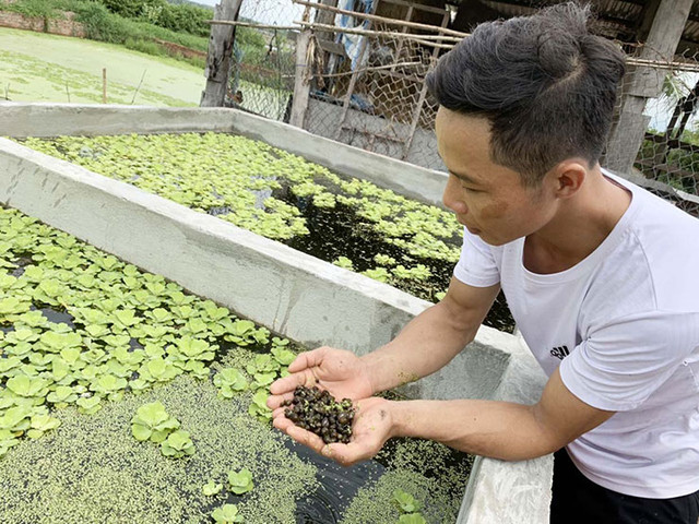 Nuôi đặc sản cho ăn toàn thứ bỏ đi, kiếm tiền triệu mỗi tháng - Hình 5 Nuoi dac san cho an toan thu bo di, kiem tien trieu moi thang-Hinh-5