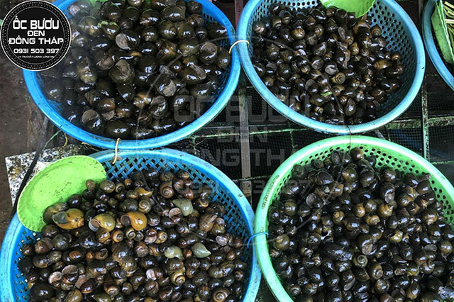 Nuôi đặc sản cho ăn toàn thứ bỏ đi, kiếm tiền triệu mỗi tháng - Hình 9 Nuoi dac san cho an toan thu bo di, kiem tien trieu moi thang-Hinh-9