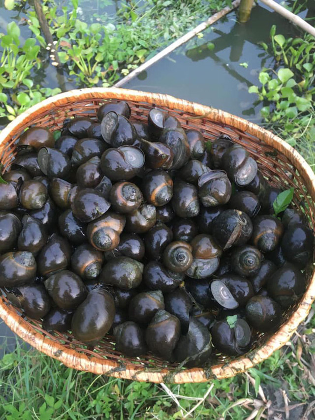 Nuôi đặc sản cho ăn toàn thứ bỏ đi, kiếm tiền triệu mỗi tháng - Hình 4 Nuoi dac san cho an toan thu bo di, kiem tien trieu moi thang-Hinh-4