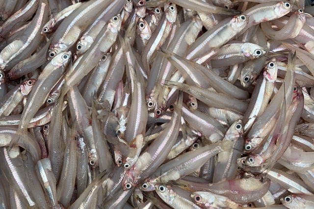 Ngư dân trúng hàng tấn cá nhỏ xíu, thơm thịt, ít xương - Hình 3 Ngu dan trung hang tan ca nho xiu, thom thit, it xuong-Hinh-3