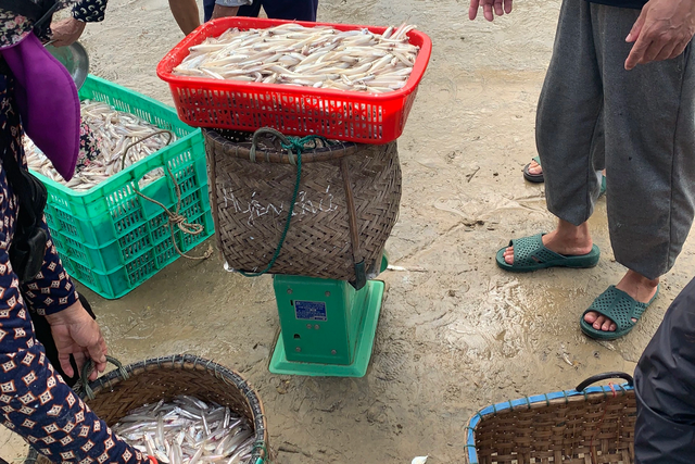 Ngư dân trúng hàng tấn cá nhỏ xíu, thơm thịt, ít xương Ngu dan trung hang tan ca nho xiu, thom thit, it xuong