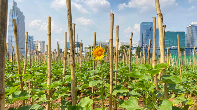 Cận cảnh công viên bờ sông Sài Gòn sắp đưa vào hoạt động - Hình 4 Can canh cong vien bo song Sai Gon sap dua vao hoat dong-Hinh-4