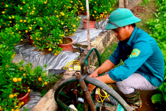 Kinh tế khó khăn, bưởi bonsai bán chậm, quất cảnh lên ngôi - Hình 11 Kinh te kho khan, buoi bonsai ban cham, quat canh len ngoi-Hinh-11