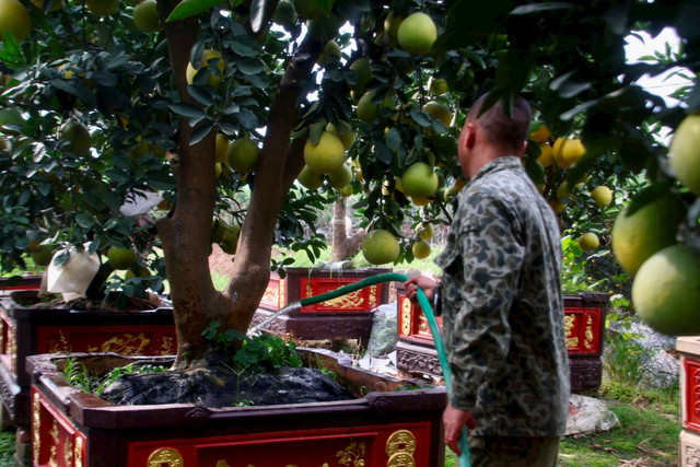 Kinh tế khó khăn, bưởi bonsai bán chậm, quất cảnh lên ngôi - Hình 7 Kinh te kho khan, buoi bonsai ban cham, quat canh len ngoi-Hinh-7