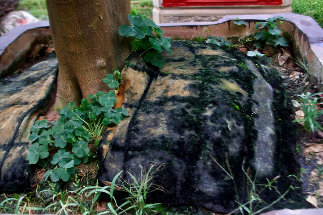 Kinh tế khó khăn, bưởi bonsai bán chậm, quất cảnh lên ngôi - Hình 6 Kinh te kho khan, buoi bonsai ban cham, quat canh len ngoi-Hinh-6