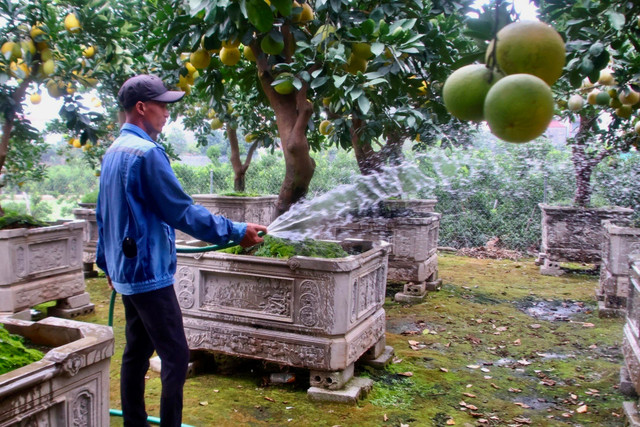 Kinh tế khó khăn, bưởi bonsai bán chậm, quất cảnh lên ngôi - Hình 3 Kinh te kho khan, buoi bonsai ban cham, quat canh len ngoi-Hinh-3