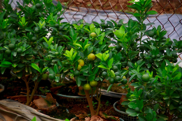 Kinh tế khó khăn, bưởi bonsai bán chậm, quất cảnh lên ngôi - Hình 9 Kinh te kho khan, buoi bonsai ban cham, quat canh len ngoi-Hinh-9