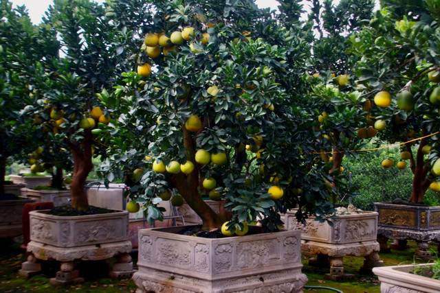 Kinh tế khó khăn, bưởi bonsai bán chậm, quất cảnh lên ngôi - Hình 8 Kinh te kho khan, buoi bonsai ban cham, quat canh len ngoi-Hinh-8