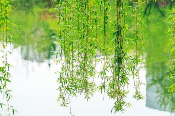 “Cây âm không trồng nhà, cây dương không trồng mồ mả”, vì sao? - Hình 2 “Cay am khong trong nha, cay duong khong trong mo ma”, vi sao?-Hinh-2