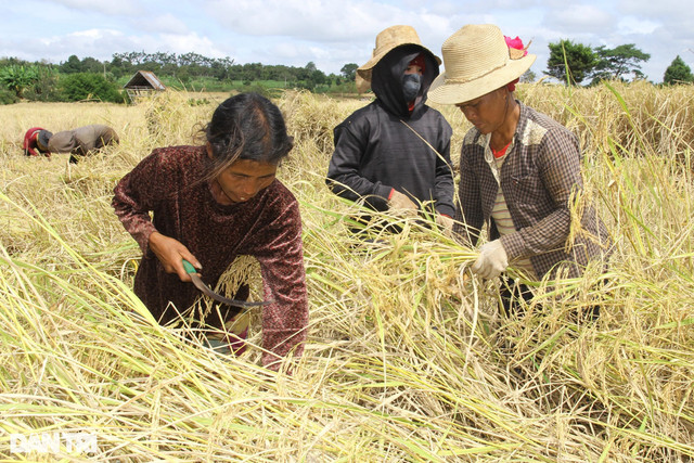Chuyện thú vị về 'hạt ngọc trời' báu vật của đồng bào Ba Na - Hình 4 Chuyen thu vi ve 'hat ngoc troi' bau vat cua dong bao Ba Na-Hinh-4