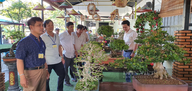 Xuất hiện 40 cây cảnh bonsai dáng độc của tỉnh Khánh Hòa - Hình 8 Xuat hien 40 cay canh bonsai dang doc cua tinh Khanh Hoa-Hinh-8
