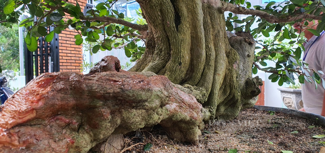 Xuất hiện 40 cây cảnh bonsai dáng độc của tỉnh Khánh Hòa - Hình 4 Xuat hien 40 cay canh bonsai dang doc cua tinh Khanh Hoa-Hinh-4