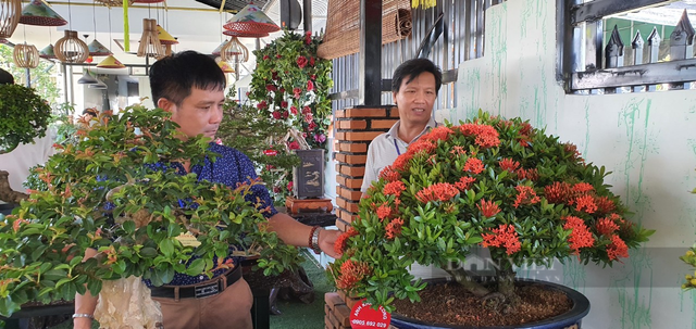Xuất hiện 40 cây cảnh bonsai dáng độc của tỉnh Khánh Hòa - Hình 2 Xuat hien 40 cay canh bonsai dang doc cua tinh Khanh Hoa-Hinh-2