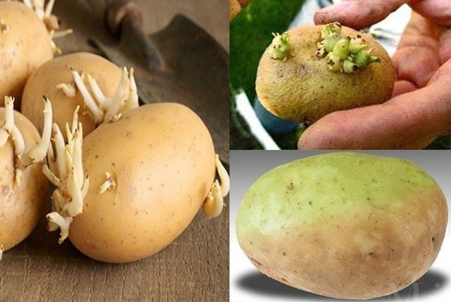 Sai lầm khi ăn khoai tây có thể khiến bạn rước bệnh vào người Sai lam khi an khoai tay co the khien ban ruoc benh vao nguoi
