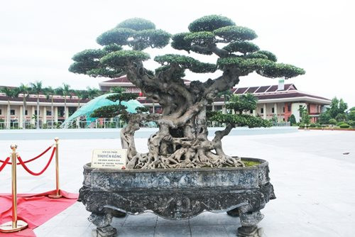 "Siêu cây thuyền rồng” đại gia trả hơn 5 tỷ mới sở hữu được - Hình 6 "Siêu cây thuyền rồng” đại gia trả hơn 5 tỷ mới sở hữu được ảnh 6