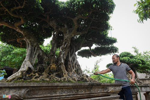 "Siêu cây thuyền rồng” đại gia trả hơn 5 tỷ mới sở hữu được - Hình 9 "Siêu cây thuyền rồng” đại gia trả hơn 5 tỷ mới sở hữu được ảnh 9