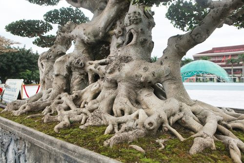 "Siêu cây thuyền rồng” đại gia trả hơn 5 tỷ mới sở hữu được - Hình 5 "Siêu cây thuyền rồng” đại gia trả hơn 5 tỷ mới sở hữu được ảnh 5