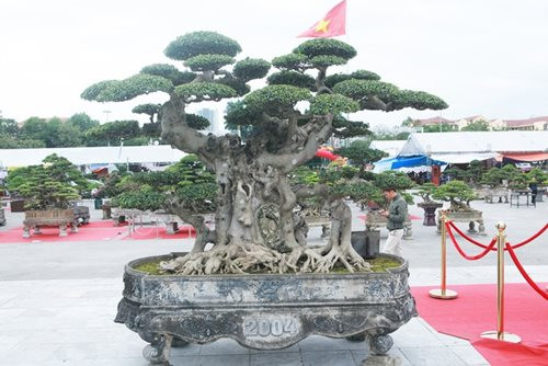"Siêu cây thuyền rồng” đại gia trả hơn 5 tỷ mới sở hữu được - Hình 7 "Siêu cây thuyền rồng” đại gia trả hơn 5 tỷ mới sở hữu được ảnh 7