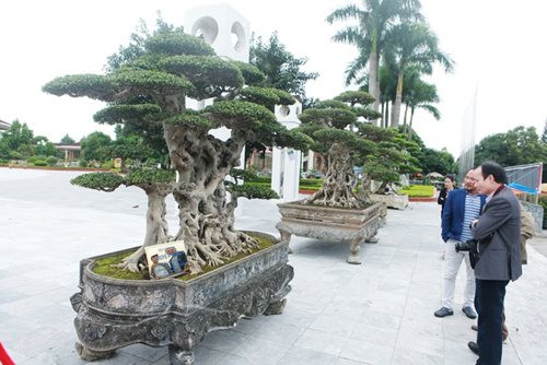 "Siêu cây thuyền rồng” đại gia trả hơn 5 tỷ mới sở hữu được - Hình 2 "Siêu cây thuyền rồng” đại gia trả hơn 5 tỷ mới sở hữu được ảnh 2