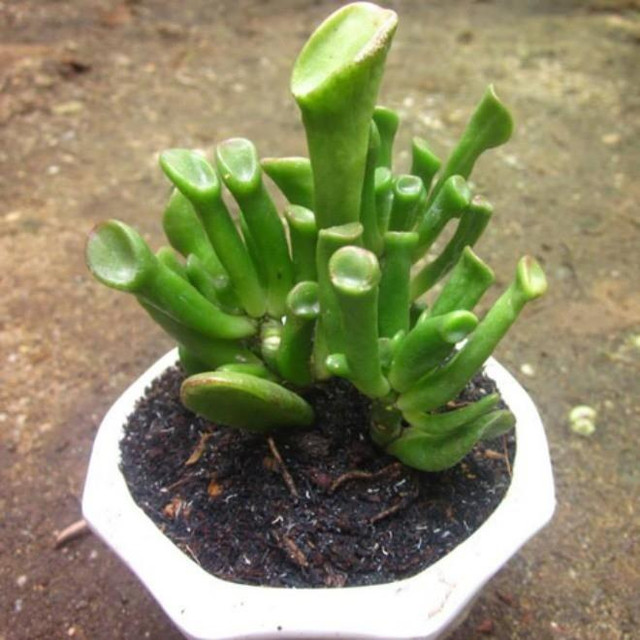 Loại cây xấu xí nhà giàu thích rước về, người nghèo chê mang vứt - Hình 3 Loai cay xau xi nha giau thich ruoc ve, nguoi ngheo che mang vut-Hinh-3