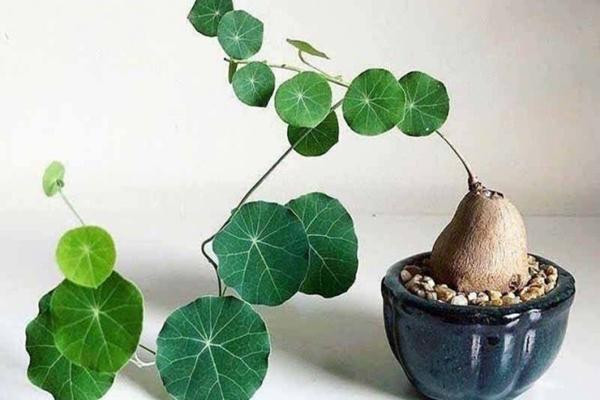 Loại cây xấu xí nhà giàu thích rước về, người nghèo chê mang vứt Loai cay xau xi nha giau thich ruoc ve, nguoi ngheo che mang vut