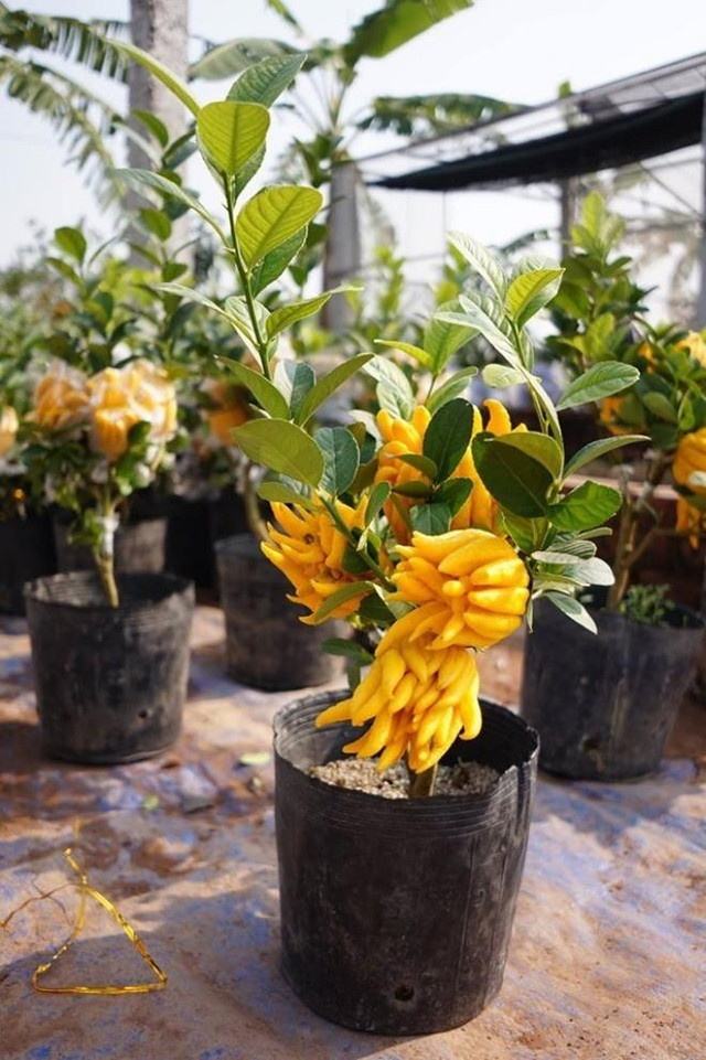 Loại cây xấu xí nhà giàu thích rước về, người nghèo chê mang vứt - Hình 2 Loai cay xau xi nha giau thich ruoc ve, nguoi ngheo che mang vut-Hinh-2