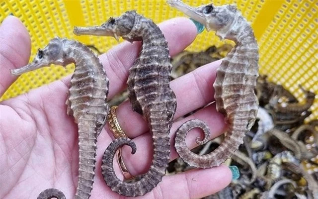 Kỳ lạ loài động vật con đực mang thai, sinh con - Hình 5 Ky la loai dong vat con duc mang thai, sinh con-Hinh-5