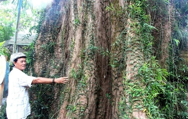 Cây đại cổ thụ của Việt Nam có tuổi thọ sánh ngang trời đất - Hình 4 Cay dai co thu cua Viet Nam co tuoi tho sanh ngang troi dat-Hinh-4