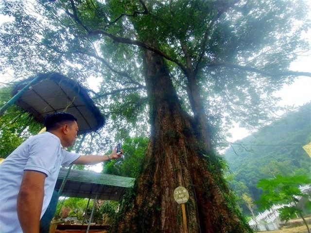 Cây đại cổ thụ của Việt Nam có tuổi thọ sánh ngang trời đất - Hình 2 Cay dai co thu cua Viet Nam co tuoi tho sanh ngang troi dat-Hinh-2