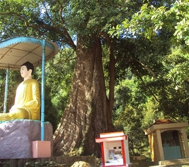 Cây đại cổ thụ của Việt Nam có tuổi thọ sánh ngang trời đất - Hình 5 Cay dai co thu cua Viet Nam co tuoi tho sanh ngang troi dat-Hinh-5