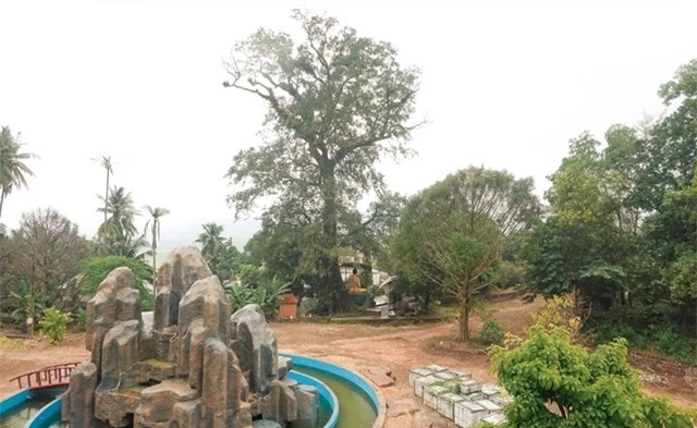 Cây đại cổ thụ của Việt Nam có tuổi thọ sánh ngang trời đất Cay dai co thu cua Viet Nam co tuoi tho sanh ngang troi dat