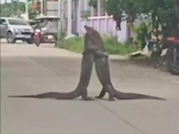 Hai con kỳ đà đánh nhau giữa đường Thái Lan, giao thông tắc nghẽn Hai con ky da danh nhau giua duong Thai Lan, giao thong tac nghen