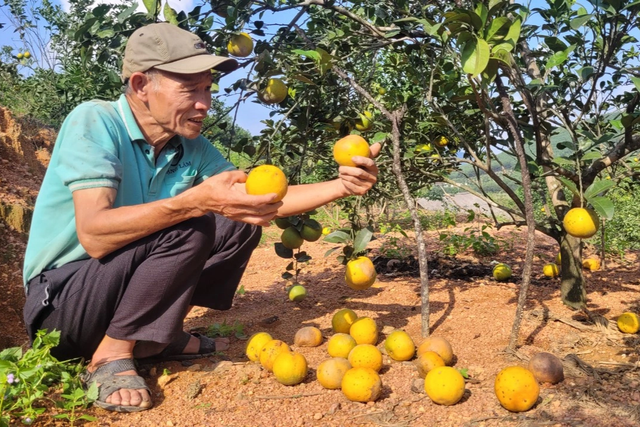 Cam rụng hàng loạt sau mưa lũ, chủ vườn điêu đứng - Hình 2 Cam rung hang loat sau mua lu, chu vuon dieu dung-Hinh-2