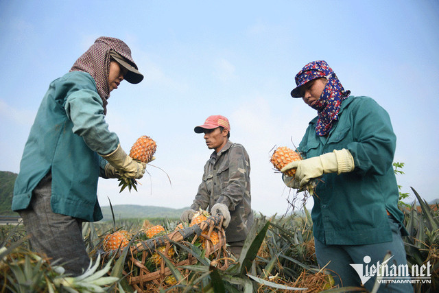 Rau quả thu về 4,91 tỷ USD, xuất siêu ngành nông nghiệp tăng mạnh Rau qua thu ve 4,91 ty USD, xuat sieu nganh nong nghiep tang manh