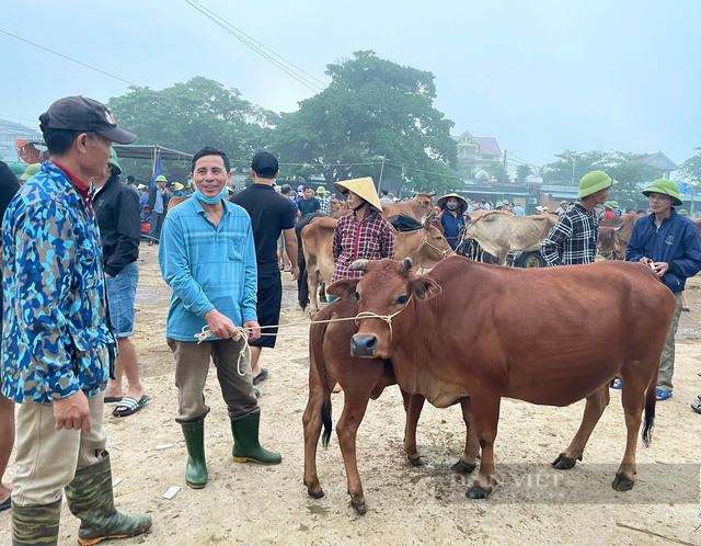 Chợ trâu, bò lớn nhất cả nước ở Nghệ An - Hình 3 Cho trau, bo lon nhat ca nuoc o Nghe An-Hinh-3