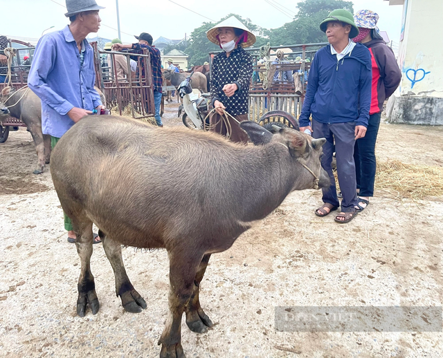 Chợ trâu, bò lớn nhất cả nước ở Nghệ An - Hình 4 Cho trau, bo lon nhat ca nuoc o Nghe An-Hinh-4
