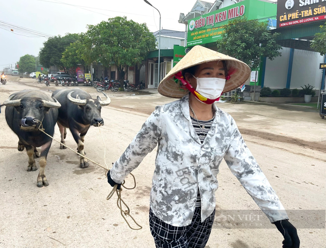 Chợ trâu, bò lớn nhất cả nước ở Nghệ An - Hình 5 Cho trau, bo lon nhat ca nuoc o Nghe An-Hinh-5