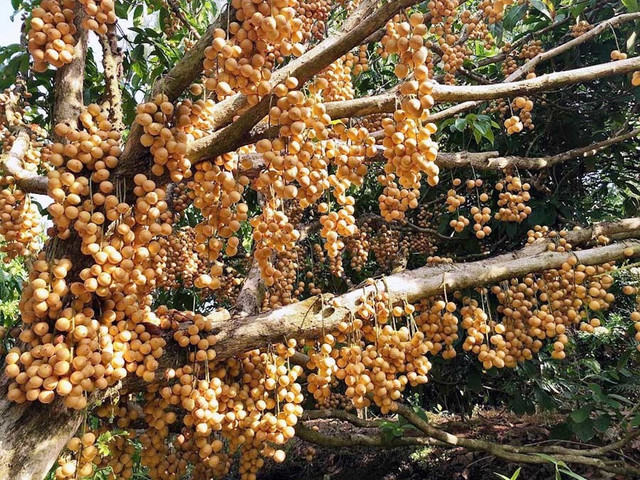 Bòn bon 2 ngàn/kg, mít Thái 4 ngàn/kg, trái cây chưa bao giờ rẻ thế - Hình 2 Bon bon 2 ngan/kg, mit Thai 4 ngan/kg, trai cay chua bao gio re the-Hinh-2