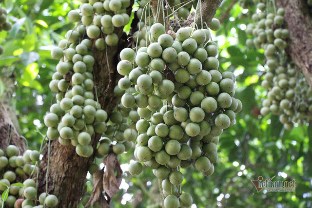 Bòn bon 2 ngàn/kg, mít Thái 4 ngàn/kg, trái cây chưa bao giờ rẻ thế Bon bon 2 ngan/kg, mit Thai 4 ngan/kg, trai cay chua bao gio re the