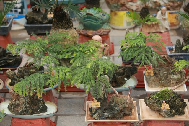 Vạn tuế mini bonsai 20 năm tuổi xuống phố - Hình 6 Van tue mini bonsai 20 nam tuoi xuong pho-Hinh-6