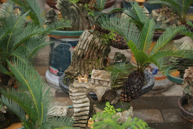Vạn tuế mini bonsai 20 năm tuổi xuống phố - Hình 3 Van tue mini bonsai 20 nam tuoi xuong pho-Hinh-3